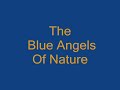 The Blue Angels Of Nature
