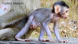 Very very adorable baby monkey, baby Bronx look like baby Bronco, Very lovely baby monkey