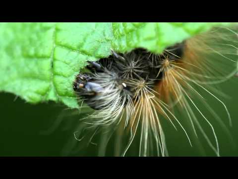 Header of Acronicta auricoma