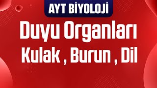 9) Duyu Organları : Kulak , Burun , Dil