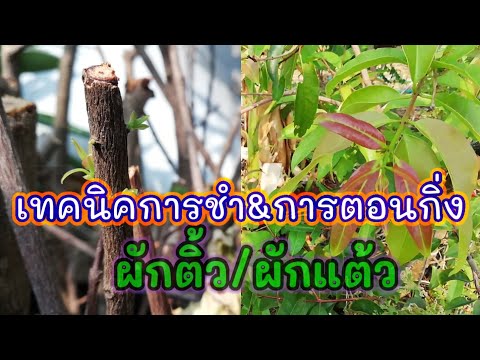 การตอนและการชำกิ่งผักติ้ว(ผักแต้ว)แบบไหนให้ผลดีกว่ากัน