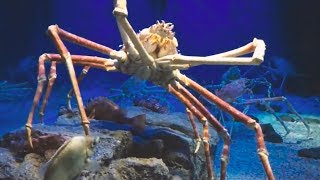 5 Giant Monsters Hidden in the Sea!