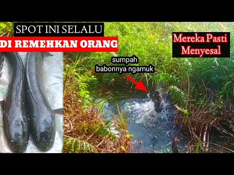 Spot mancing yang diremehkan,,.. mancing gabus-betok..