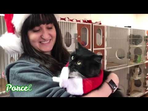 Merry Christmas Wishes from the SGVHS Cats and Kittens!
