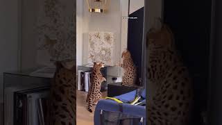 F1 Savannah Cat Vs Savannah Cat