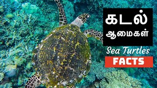 கடல் ஆமைகள் | Sea Turtles | Facts | ஸ்டெல்லாஇசக்கிராஜ்