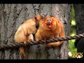 They're Golden - Cute Monkeys Hanging Out in Trees at Brookfield Zoo