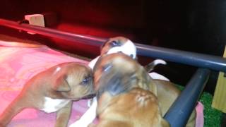 Engelse Stafford Puppys Aan Het Spelen