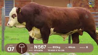 LOTE 06, 07 | Remate Braford Estância do Sossego 2021