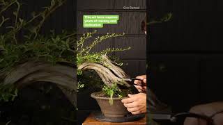 Professionally Restoring An Overgrown Bonsai Tree Pt. 1