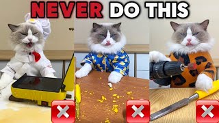 🚫🐾 Puff's Guide: Life Hacks You Should Never Try! 🛑✨