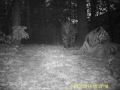 First image record of a tiger family in inland China!
