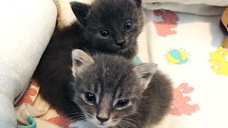 30 Minutes of "Stranger Things" Litter