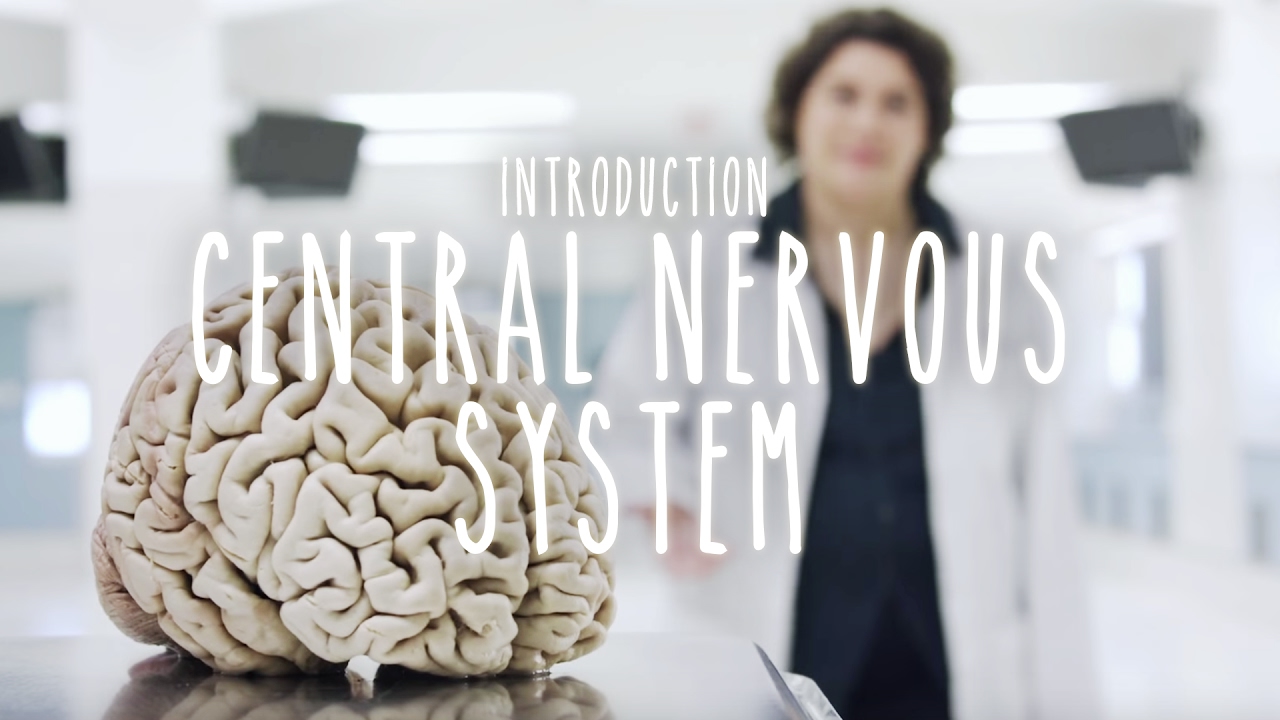 Introduction to the Central Nervous System - UBC Neuroanatomy Season 1 - Ep 1