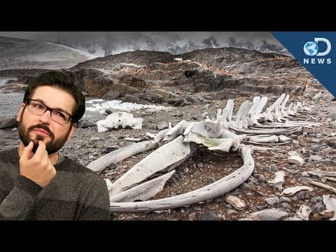 Why a Massive Whale Graveyard's in The Desert Why a Massive Whale Graveyard's in The Desert klip izle