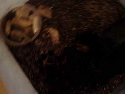 Header of Acanthoscurria fracta