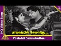 Paalatril Selaadudhu Video Song | Koduthu Vaithaval Movie Songs | MGR | EV Saroja | K V Mahadevan