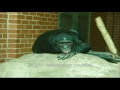 Bonobos at Twycross Zoo