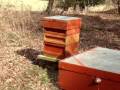 Pesticide Toxicity To Bees - Herbicides Pesticide Toxicity To Bees - Herbicides
