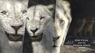 What If Kiros And His Lionesses Attacks Simba And Nala? Au