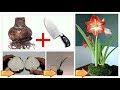 TAGLIA UN BULBO ed il risultato ti sorprenderà, per amarillis e hippeastrum