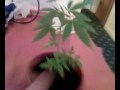 Home Grown Cannabis