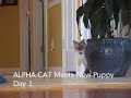 Alpha Cat Vs. New Puppy Day 1-How It All Started
