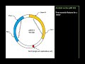 Gene Cloning Vectors: Essential Features of an Ideal Vector