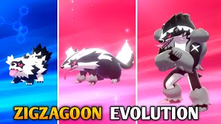 How To Evolve Zigzagoon Into Linoone And Obstagoon In Pokemon Sword & Shield Galar Pokedex