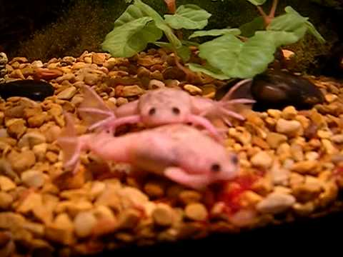 African Clawed Frogs eating.