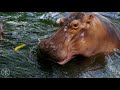 WILDLIFE IN 4K (ULTRA HD) 60fps