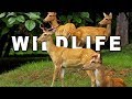 WILDLIFE IN 4K (ULTRA HD) 60fps