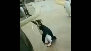 recep tayyip erdoğan diyen çılgın penguen