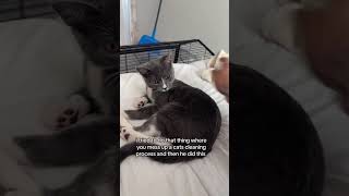 Kittyo Like Yeah They Can Chew On This