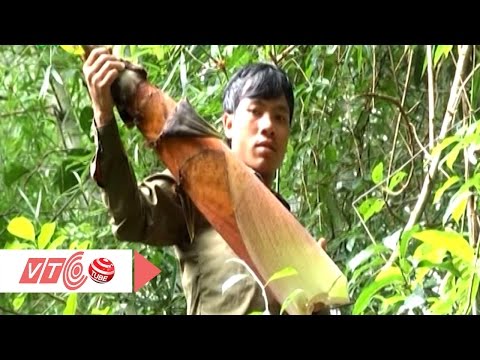 Giống tre ‘khổng lồ’ ở Việt Nam | VTC