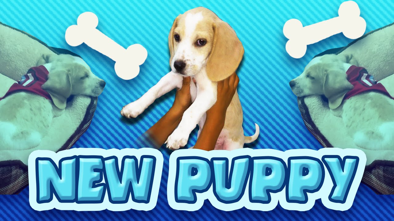 new puppy new puppy new beagle puppy puppy cuteness new puppy new puppy new beagle puppy puppy cuteness