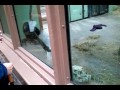 Knoxville Zoo Chimp