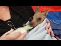 Cute Baby Animals Video Compilation | Adorable Animal Moments 2019