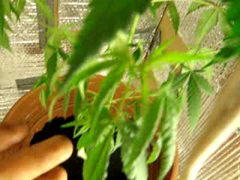 thirsty cannabis plant drooping symptoms due to underwatering marijuana grow indoor cannabis growing droopy leaves thirsty cannabis plant drooping symptoms due to underwatering marijuana grow indoor cannabis growing droopy leaves