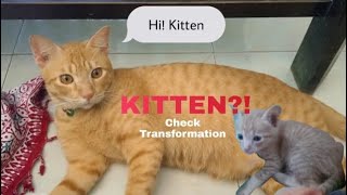 Ciprut Adorable Stray Cat Transformation