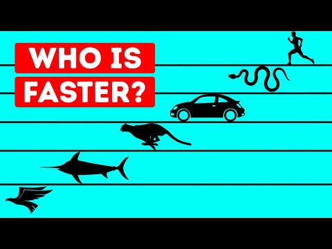 Who Is the Fastest Living Being in the World?