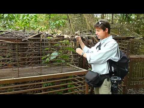 Bears In China