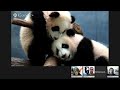 The Bear Necessities Google + Hangout on Air