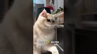 A Cute, Adorable Cat Playing With Water.