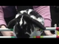Raw: Horse Jumping Inspires 'Bunny Hop'