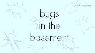 Bugs In The Basement - Formica Fusca aka The Silky Ant
