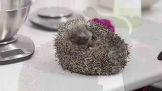 Welcome to HART Wildlife Rescue