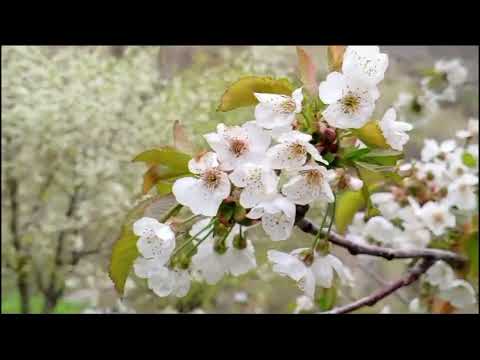 the natural beauty of chitral kpk pakistan 🇵🇰 the natural beauty of chitral kpk pakistan 🇵🇰