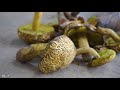 【环华十年】面包车旅行第839天:云南楚雄南华县-野生菌王国,到这里千万别错过野生菌火锅 #2 【环华十年】面包车旅行第839天:云南楚雄南华县-野生菌王国,到这里千万别错过野生菌火锅 #2
