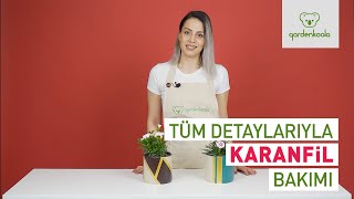 Karanfil Bakımı (Gardenkoala)